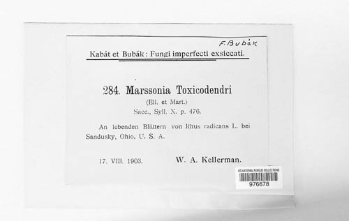 Marssonina toxicodendri image